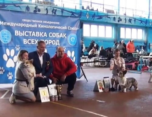 19.12.2021 – Чемпионат по породе вельш корги ВИДЕО