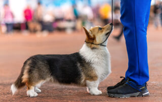 corgi