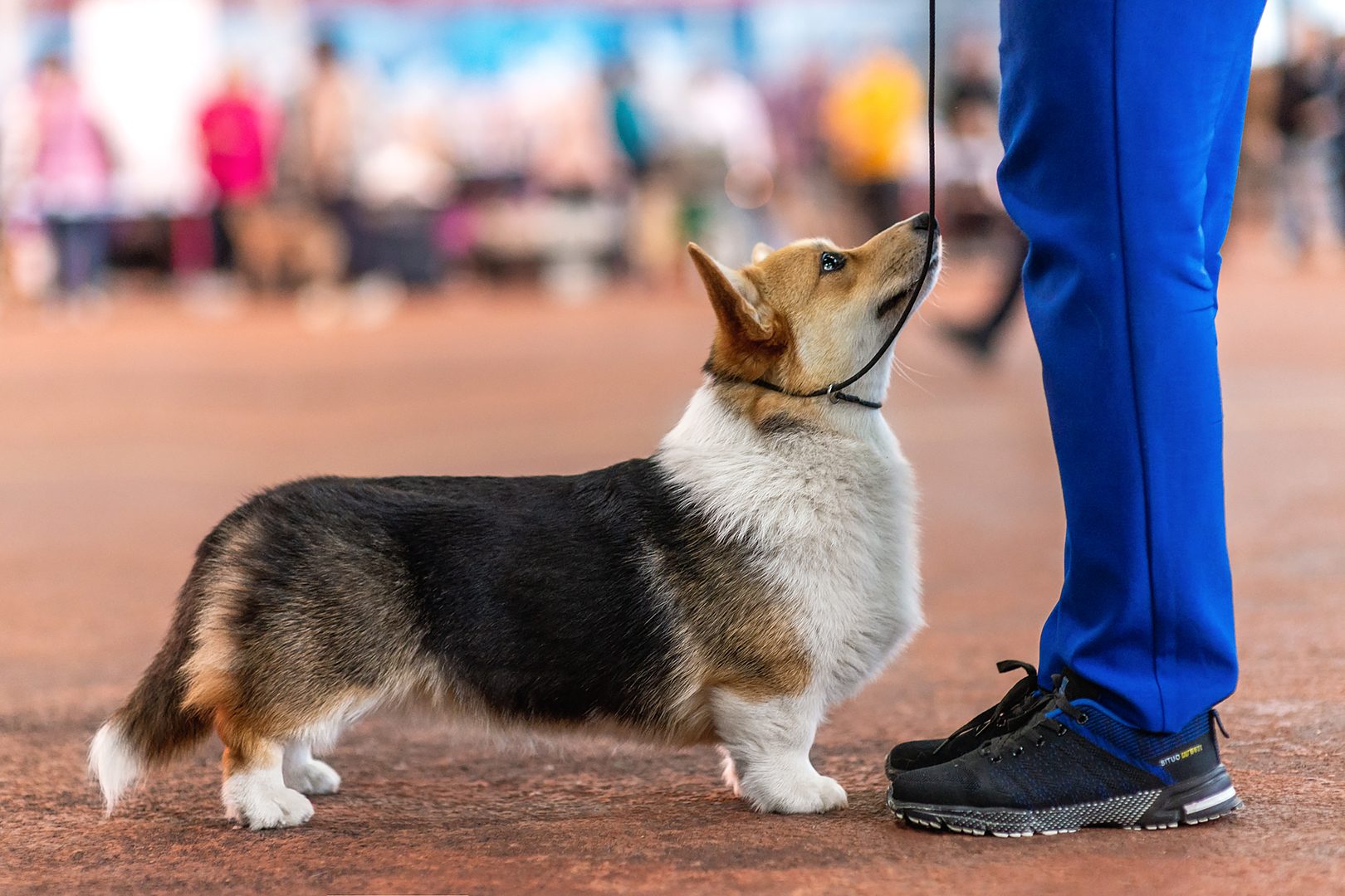 corgi