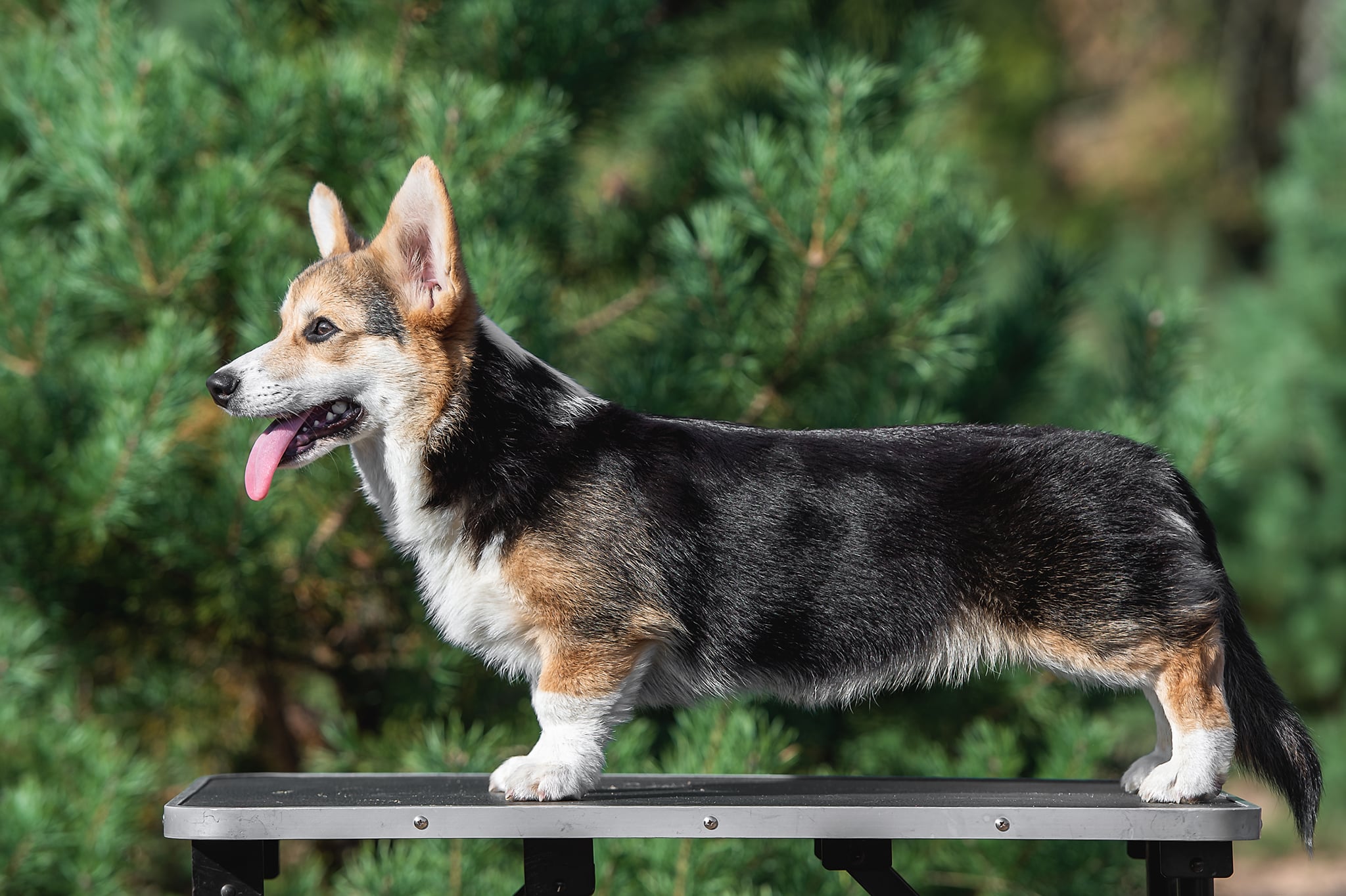 puppi welsh corgi