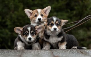 pembrok welsh corgi