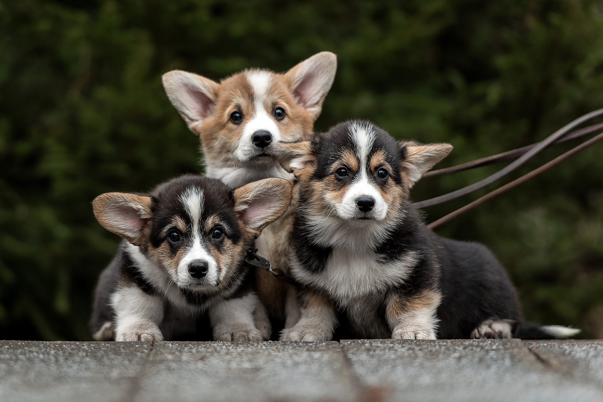 pembrok welsh corgi