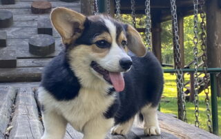 puppi