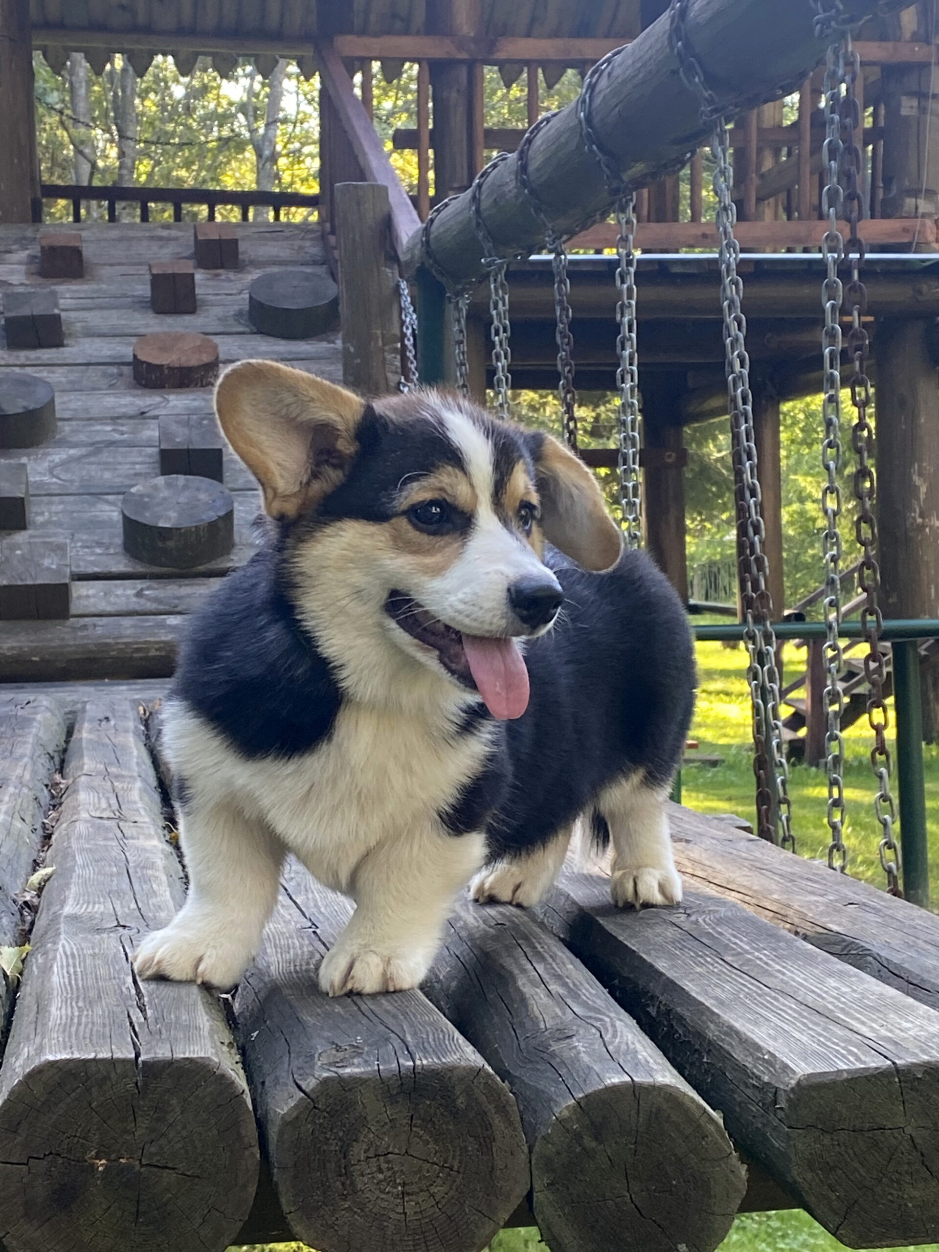 puppi